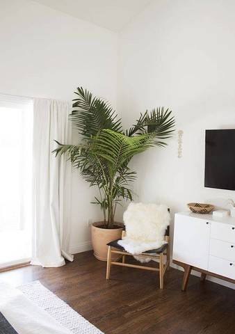 plants for bedroom