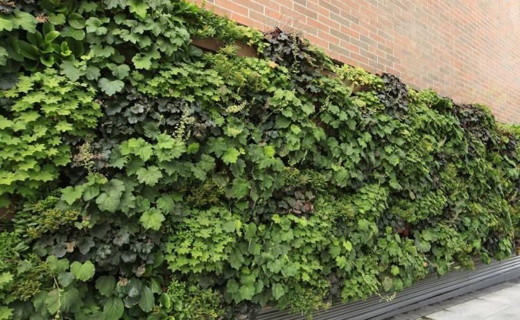 outdoor plant wall plant on walls absolutely ideas living wall systems together with suite plants walls